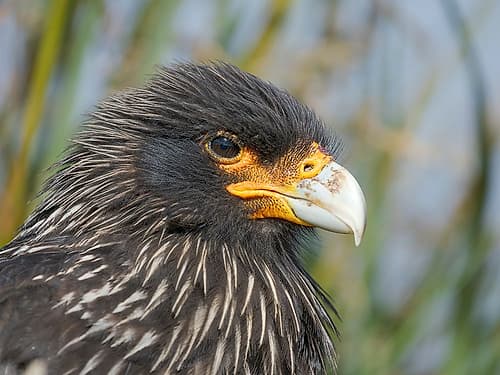Striated caracara or Johnny Rook, rare bird of prey, Falkland Islands. Art Print